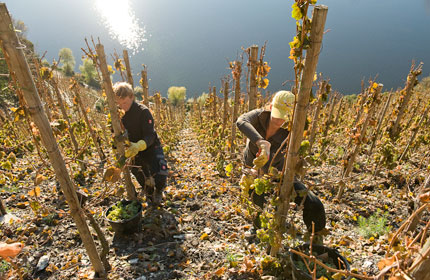 Piesporter Goldtropfchen wijngaad (Foto: Jon Wyand)
