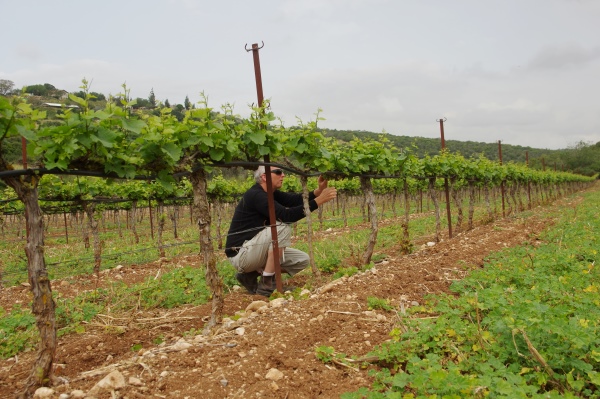 Wijnmaker Doron Rav Hon in de wijngaard (Sphera in Judean Hills)